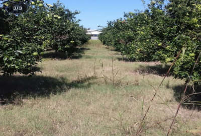 باغ در بابلسر هادی شهر روستای درزی محله ۱۱۰۰ متر