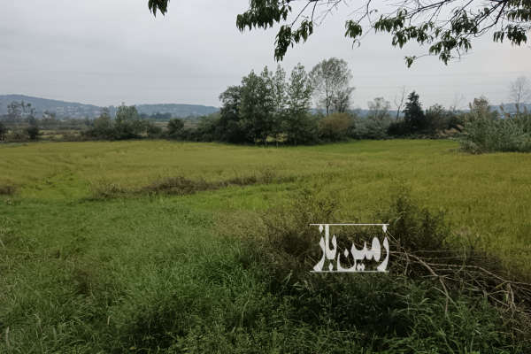 زمین شالیزاری ۵۵۰ متر پرمحصول-2