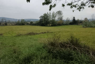 زمین شالیزاری ۵۵۰ متر پرمحصول