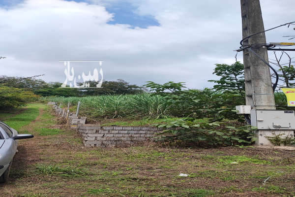 زمین باغ نیشکر ۱۵۰۰ متر قائمشهر روستای ریکنده-1