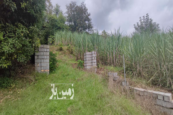 زمین باغ نیشکر ۱۵۰۰ متر قائمشهر روستای ریکنده-2