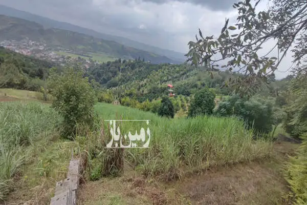 زمین باغ نیشکر ۱۵۰۰ متر قائمشهر روستای ریکنده - تصویر 4