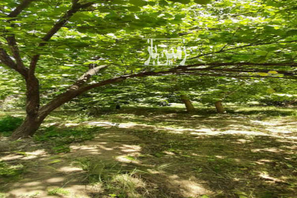 باغ ۱۲۱۳ متر فروشی در بهترین نقطه شهر قاهان-2