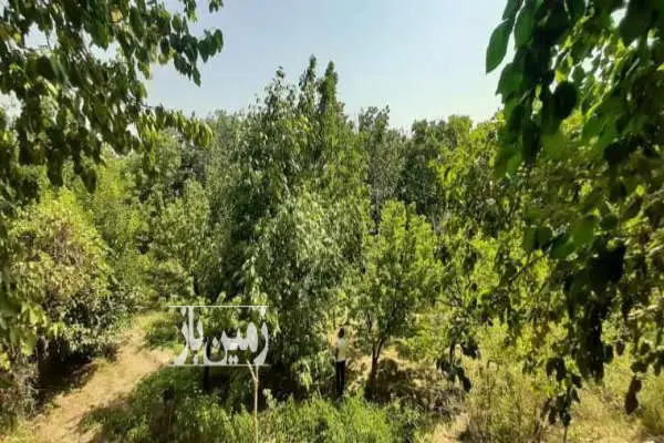 باغ ۱۲۱۳ متر فروشی در بهترین نقطه شهر قاهان - تصویر 3