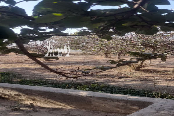 هشتصد متر زمین قابل ساخت باغی تمندگان جنب مادی گرکن-1