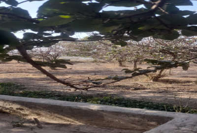 هشتصد متر زمین قابل ساخت باغی تمندگان جنب مادی گرکن