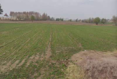 زمین ۴۰۰ هکتار کشاورزی در ورامین