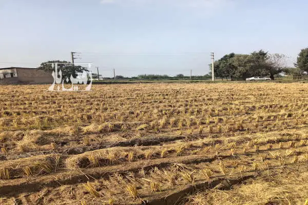زمین کشاورزی در جاده قائمشهر به جویبار ۸۶۰۰ متر - تصویر 3