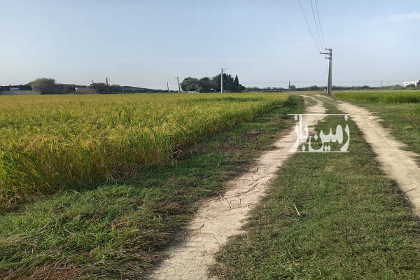 زمین کشاورزی در جاده قائمشهر به جویبار ۸۶۰۰ متر-4