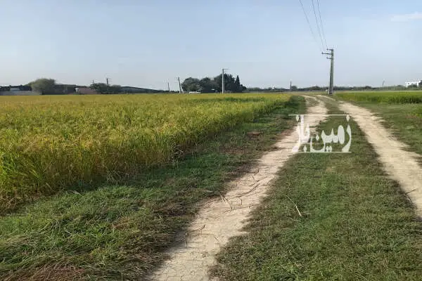 زمین کشاورزی در جاده قائمشهر به جویبار ۸۶۰۰ متر - تصویر 4