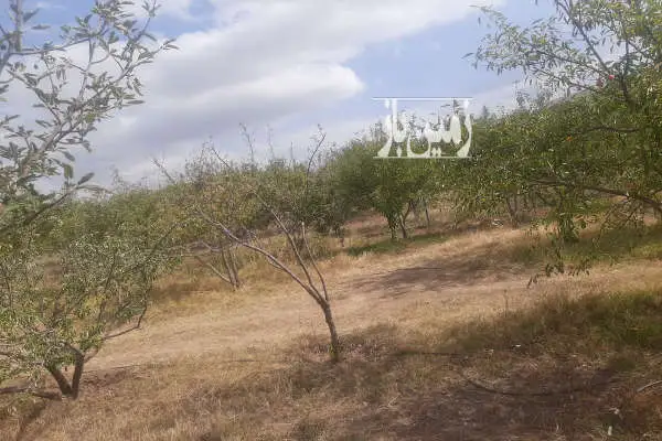 یه قطعه باغ با درختان سیب ۱۰۰۰متری در اهر - تصویر 2