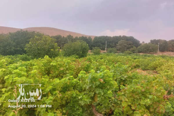 یک قطعه باغ انگوری ثمری شهرک پردیس ۱۹۰۰ متر-1