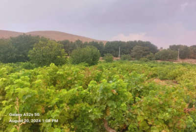 یک قطعه باغ انگوری ثمری شهرک پردیس ۱۹۰۰ متر