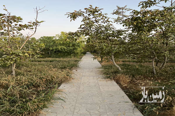 فروش باغ ۱۰۰۰متری در کوهسار مزرعه قولوس-1