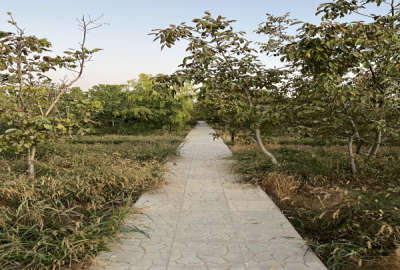 فروش باغ ۱۰۰۰متری در کوهسار مزرعه قولوس