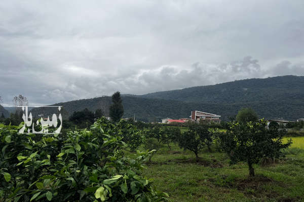 باغ نارنگی ۴۰۰۰ متر امامرود روستای کریم اباد-1
