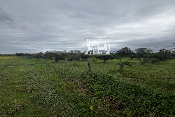 باغ نارنگی ۴۰۰۰ متر امامرود روستای کریم اباد-3