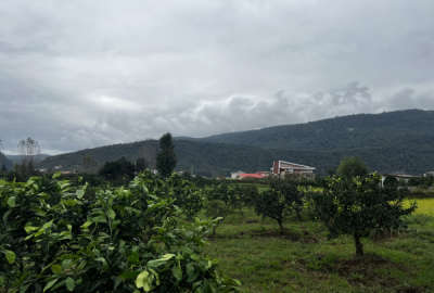 باغ نارنگی ۴۰۰۰ متر امامرود روستای کریم اباد
