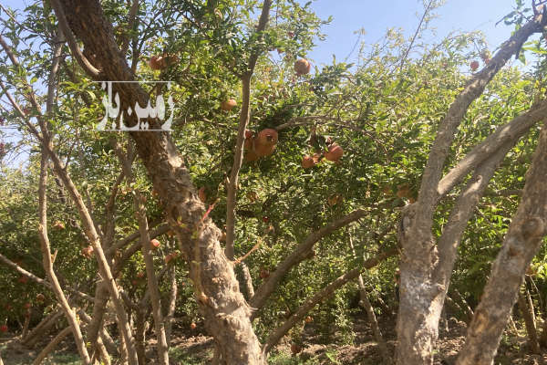 باغ انار شاهدیه ابرنداباد یزد دارای اب مالکیت ۳۰۰ متر-2