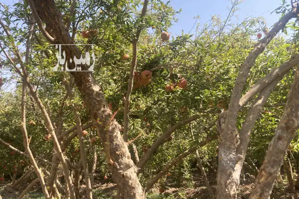 باغ انار شاهدیه ابرنداباد یزد دارای اب مالکیت ۳۰۰ متر - تصویر 2