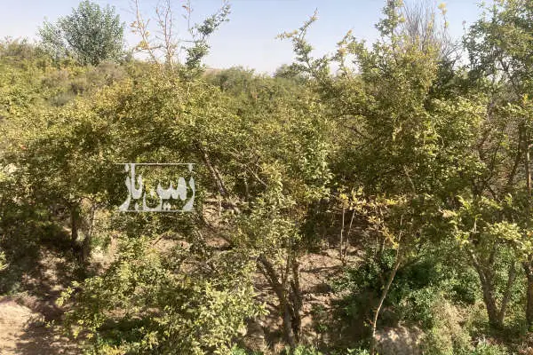 باغ انار شاهدیه ابرنداباد یزد دارای اب مالکیت ۳۰۰ متر - تصویر 4