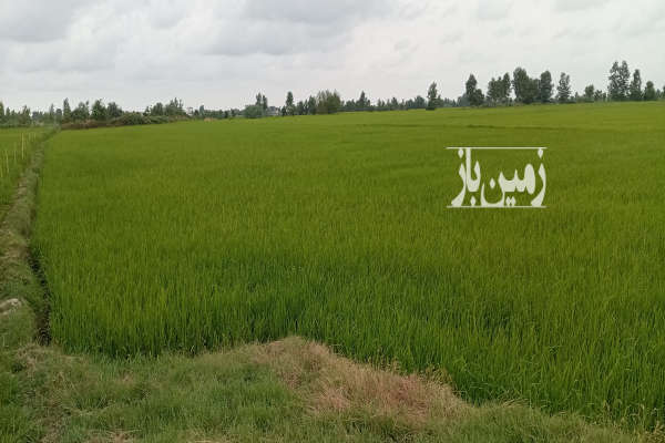 زمین کشاورزی جاده آمل به بابل روستای دیه ۲۳۴۱۸ متر-1