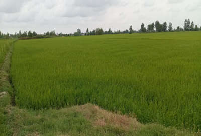 زمین کشاورزی جاده آمل به بابل روستای دیه ۲۳۴۱۸ متر