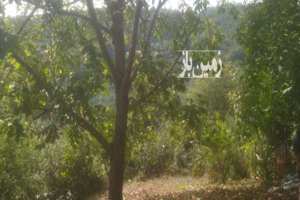 زمین در روستای اسکولک ۳۵۰ متر-3