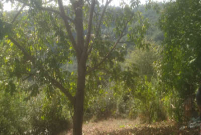 زمین در روستای اسکولک ۳۵۰ متر