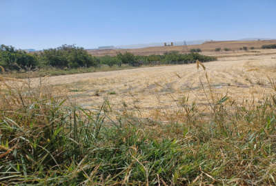 زمین کشاورزی دورود روستای چغادون ۴۰۰۰ متر