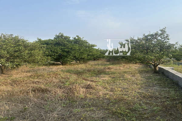 زمین جاده قائمشهر اول روستای قراخیل ۲۱۰ متر ویو جنگلی-1