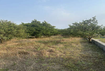 زمین جاده قائمشهر اول روستای قراخیل ۲۱۰ متر ویو جنگلی