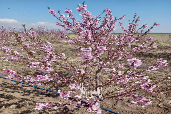 باغ ۴۶۰۰ متر آبیک جاده روستای باقرآباد کرد-1