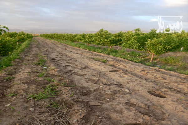باغ ۴۶۰۰ متر آبیک جاده روستای باقرآباد کرد-2