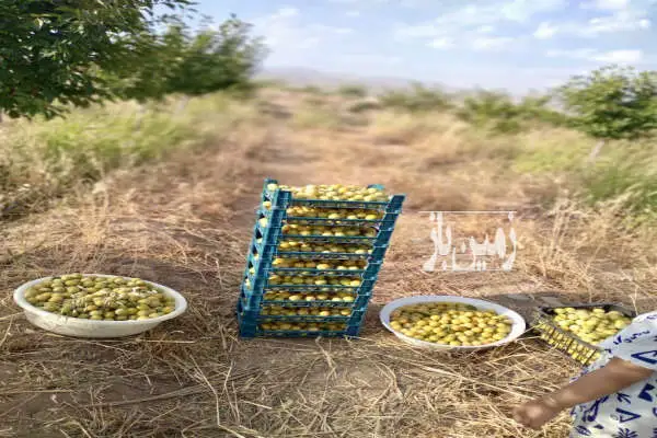 باغ ۴۶۰۰ متر آبیک جاده روستای باقرآباد کرد - تصویر 3