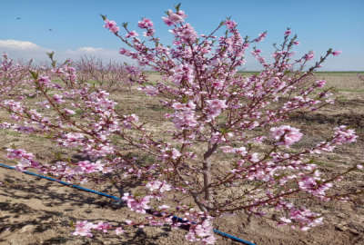 باغ ۴۶۰۰ متر آبیک جاده روستای باقرآباد کرد
