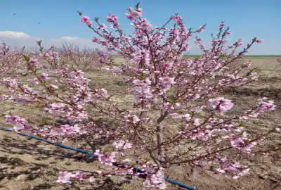باغ ۴۶۰۰ متر آبیک جاده روستای باقرآباد کرد