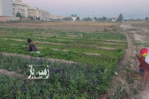 زمین ۲۰۰ متری شهرک صباح زابل آباد-2