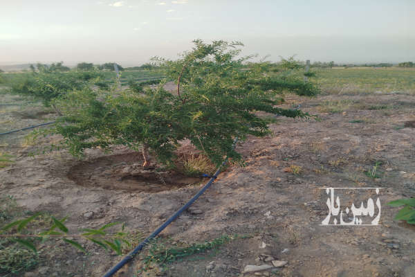 باغ ۱۳۰۰متری با آب بهار روستای سیمین زاغه-1