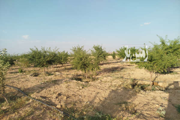 باغ ۱۳۰۰متری با آب بهار روستای سیمین زاغه-3