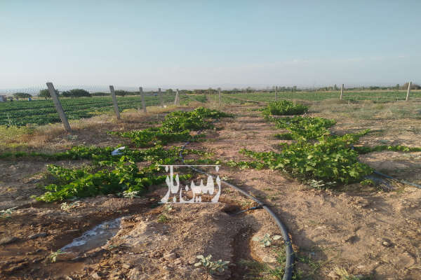 باغ ۱۳۰۰متری با آب بهار روستای سیمین زاغه-4