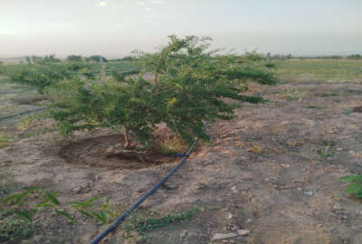 باغ ۱۳۰۰متری با آب بهار روستای سیمین زاغه