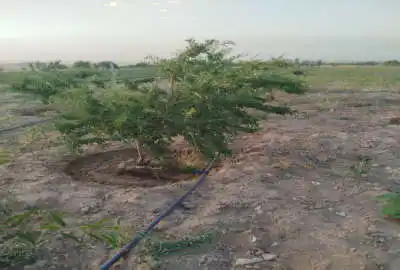 باغ ۱۳۰۰متری با آب بهار روستای سیمین زاغه