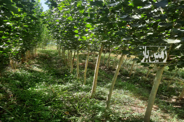 زمین باغی شاهیندژ روستای قیزکورپی ۲۰۰۰ متر-1