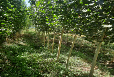 زمین باغی شاهیندژ روستای قیزکورپی ۲۰۰۰ متر