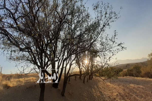 زمین کشاورزی در روستای تفریجان ۸۲۰۰ متر-1