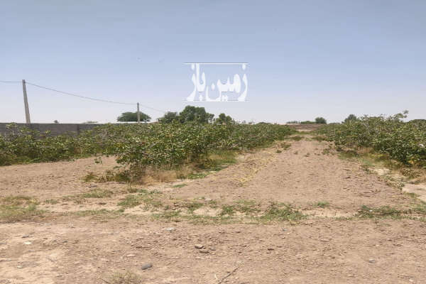 زمین ۱۳۸ قصب محصور واقع در حسن آباد شیخیها-1