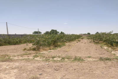 زمین ۱۳۸ قصب محصور واقع در حسن آباد شیخیها