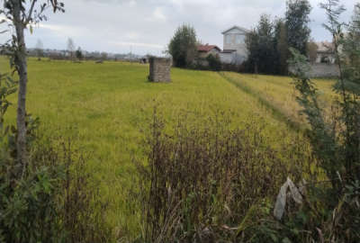 زمین کشاورزی شلمان روستای سیگارود ۱۶۴۰ متر