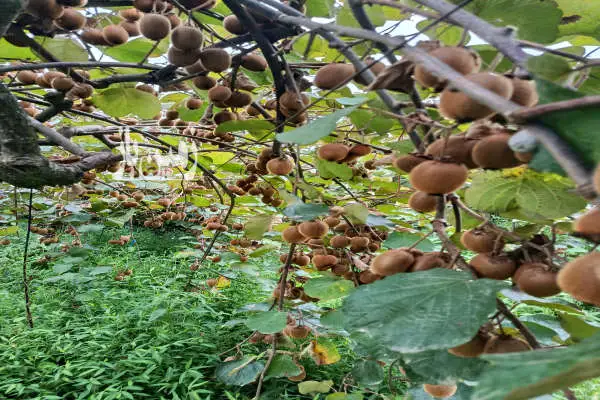 فروش باغ کیوی و خانه باغ روستای قاسم آباد سفلی ۶۷۰۱ متر - تصویر 4